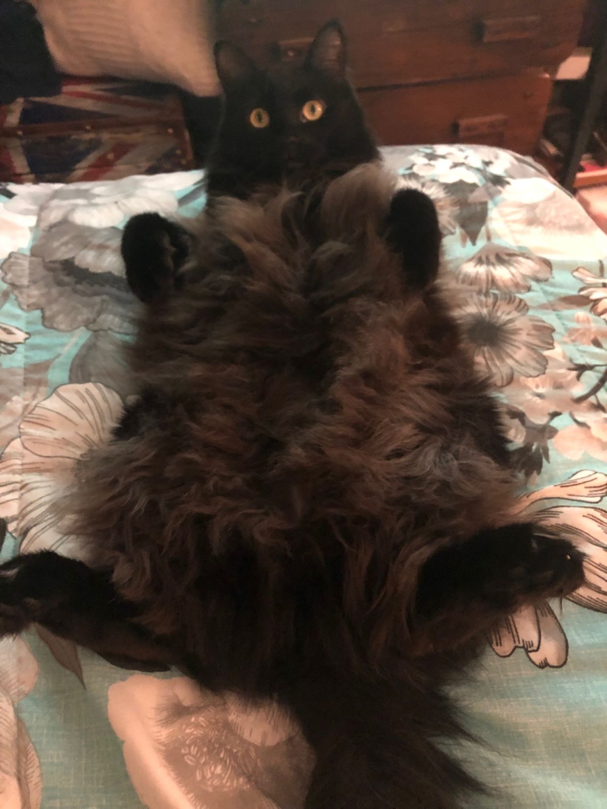 Maximilian von Floof - The Independent